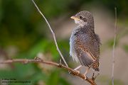 Neuntoeter - Lanius collurio - Weibchen, Maennchen, Singvoegel Sachsen Voegel Rotrueckenwuerger Wuerger 