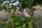 Neuntoeter - Lanius collurio - Weibchen, Maennchen, Singvoegel Sachsen Voegel Rotrueckenwuerger Wuerger 