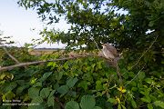 Neuntoeter - Lanius collurio - Weibchen, Maennchen, Singvoegel Sachsen Voegel Rotrueckenwuerger Wuerger 