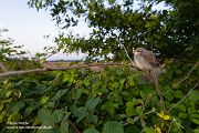 Neuntoeter - Lanius collurio - Weibchen, Maennchen, Singvoegel Sachsen Voegel Rotrueckenwuerger Wuerger 
