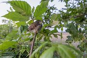Neuntoeter - Lanius collurio - Weibchen, Maennchen, Singvoegel Sachsen Voegel Rotrueckenwuerger Wuerger 