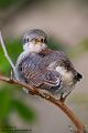 Neuntoeter - Lanius collurio - Weibchen, Maennchen, Singvoegel Sachsen Voegel Rotrueckenwuerger Wuerger 