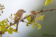 Neuntoeter - Lanius collurio - Weibchen, Maennchen, Singvoegel Sachsen Voegel Rotrueckenwuerger Wuerger 