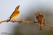 Neuntoeter - Lanius collurio - Weibchen, Maennchen, Singvoegel Sachsen Voegel Rotrueckenwuerger Wuerger 