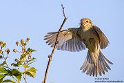Neuntoeter - Lanius collurio - Weibchen, Maennchen, Singvoegel Sachsen Voegel Rotrueckenwuerger Wuerger 