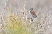 Neuntoeter - Lanius collurio - Weibchen, Maennchen, Singvoegel Sachsen Voegel Rotrueckenwuerger Wuerger 
