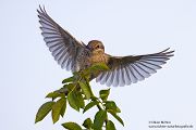 Neuntoeter - Lanius collurio - Weibchen, Maennchen, Singvoegel Sachsen Voegel Rotrueckenwuerger Wuerger 