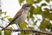 Neuntoeter - Lanius collurio - Weibchen, Maennchen, Singvoegel Sachsen Voegel Rotrueckenwuerger Wuerger 