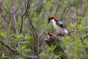 Rotkopfwuerger, Lanius senator, Wuerger, Singvoegel, Singvogel, Sperlingsvoegel, Lesbos, Lesvos, Kopula, Paarung, Kopula der Rotkopfwuerger, Copula of Woodchat shrike, woodchat shrike, Copula