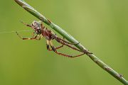 Schilfradspinne - Larinioides cornutus