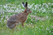 Feldhase - Lepus europaeus