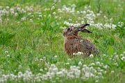 Feldhase - Lepus europaeus