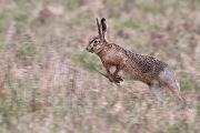 Feldhase - Lepus europaeus