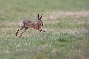 Feldhase - Lepus europaeus