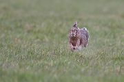 Feldhase - Lepus europaeus