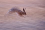 Feldhase - Lepus europaeus Hase Sachsen Feldhasen Saeugetiere