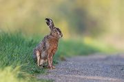 Feldhase - Lepus europaeus Hasen Feldhasen Sachsen Grimma Sasse Echte Hasen Hasenartige