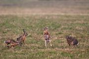 Feldhasen - Lepus europaeus Rammler Hasen Rammelzeit Boxen Hasenartige Echte Hasen Leporidae