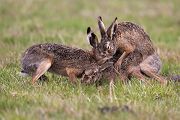 Feldhasen - Lepus europaeus Rammler Hasen Rammelzeit Boxen Hasenartige Echte Hasen Leporidae