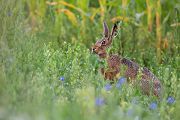 Feldhasen - Lepus europaeus Rammler Hasen Rammelzeit Boxen Hasenartige Echte Hasen Leporidae