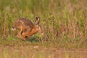 Feldhasen - Lepus europaeus Rammler Hasen Rammelzeit Boxen Hasenartige Echte Hasen Leporidae
