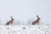 Feldhasen - Lepus europaeus Rammler Hasen Rammelzeit Boxen Hasenartige Echte Hasen Leporidae