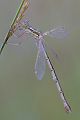 Suedliche Binsenjungfer - Lestes barbarus - Weibchen - Sachsen