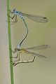 Gemeine Binsenjungfer - Lestes sponsa