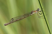Gemeine Binsenjungfer - Lestes sponsa