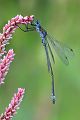 Gemeine Binsenjungfer - Lestes sponsa