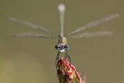 Gemeine Binsenjungfer - Lestes sponsa