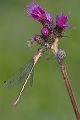 Gemeine Binsenjungfer - Lestes sponsa - Weibchen