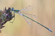 Kleine Binsenjungfer - Lestes virens - Maennchen