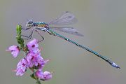 Kleine Binsenjungfer - Lestes virens - Maennchen