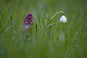 Maerzenbecher - Leucojum vernum 
Gewöhnliche Pestwurz  - Petasites hybridus