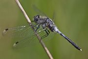 Oestliche Moosjungfer - Leucorrhinia-albifrons - Maennchen - Sachsen - Dahlener Heide