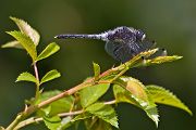 Oestliche Moosjungfer - Leucorrhinia-albifrons - Maennchen - Sachsen - Dahlener Heide