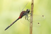 Kleine Moosjungfer - Leucorrhinia dubia Maennchen dubia Mossjungfern Moor Sachsen Heide Dahlener Heide Segellibellen Großlibellen Anisoptera  Leucorrhininae 