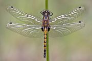 Große Moosjungfer - Leucorrhinia pectoralis - junges Maennchen