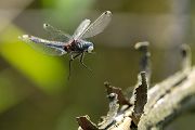 Große Moosjungfer - Leucorrhinia pectoralis, Muldental, Grimma, Mossjungfer, Mossjungfern, Moos, Moor, Libellen, richter-naturfotografie.de, Sachsen