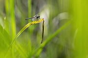 Große Moosjungfer - Leucorrhinia pectoralis, Muldental, Grimma, Mossjungfer, Mossjungfern, Moos, Moor, Libellen, richter-naturfotografie.de, Sachsen