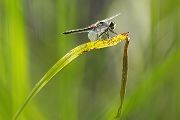 Große Moosjungfer - Leucorrhinia pectoralis, Muldental, Grimma, Mossjungfer, Mossjungfern, Moos, Moor, Libellen, richter-naturfotografie.de, Sachsen