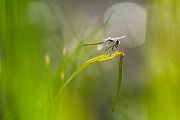 Große Moosjungfer - Leucorrhinia pectoralis, Muldental, Grimma, Mossjungfer, Mossjungfern, Moos, Moor, Libellen, richter-naturfotografie.de, Sachsen