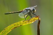 Große Moosjungfer - Leucorrhinia pectoralis, Muldental, Grimma, Mossjungfer, Mossjungfern, Moos, Moor, Libellen, richter-naturfotografie.de, Sachsen