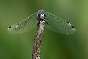 Große Moosjungfer - Leucorrhinia pectoralis, Muldental, Grimma, Mossjungfer, Leucorrhiniinae, Segellibellen, Mossjungfern, Moos, Moor, Libellen, richter-naturfotografie.de, Sachsen