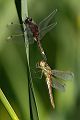 Große Moosjungfer - Leucorrhinia pectoralis, Muldental, Grimma, Mossjungfer, Mossjungfern, Moos, Moor, Libellen, richter-naturfotografie.de, Sachsen