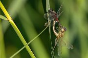 Große Moosjungfer - Leucorrhinia pectoralis, Muldental, Grimma, Mossjungfer, Mossjungfern, Moos, Moor, Libellen, richter-naturfotografie.de, Sachsen