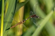 Große Moosjungfer - Leucorrhinia pectoralis, Muldental, Grimma, Mossjungfer, Mossjungfern, Moos, Moor, Libellen, richter-naturfotografie.de, Sachsen