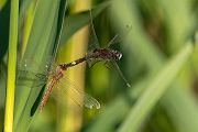 Große Moosjungfer - Leucorrhinia pectoralis, Muldental, Grimma, Mossjungfer, Mossjungfern, Moos, Moor, Libellen, richter-naturfotografie.de, Sachsen