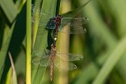 Große Moosjungfer - Leucorrhinia pectoralis, Muldental, Grimma, Mossjungfer, Mossjungfern, Moos, Moor, Libellen, richter-naturfotografie.de, Sachsen